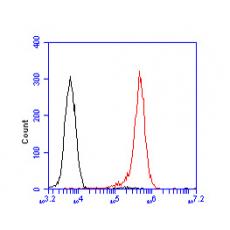 Anti-Cullin 4B antibody