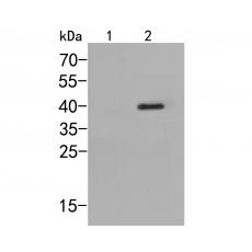 Anti-p38 (phospho T180) antibody