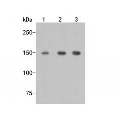 Anti-mSin3A antibody