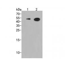 Anti-CD28 antibody