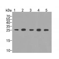 Anti-PSMA5 antibody