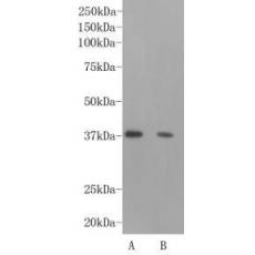 Anti-NANOG antibody