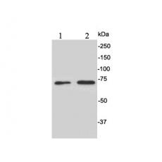 Anti-CD73 antibody