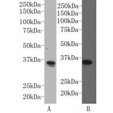 Anti-SOX2 antibody