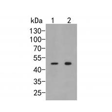 Anti-p50 dynamitin antibody