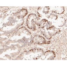 Anti-GAPDH antibody