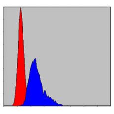 Anti-CCT2 antibody [C4-B5]