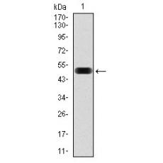 Anti-EIF4B antibody [D7-F5]