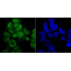 Anti-PTBP1 antibody [9A1]