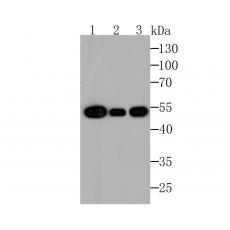 Anti-β-tubulin-HRP antibody [1-B11]