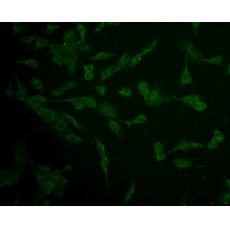 Anti-IFNAR1 antibody [A5-A3]