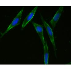 Anti-CD47 antibody [1A9]