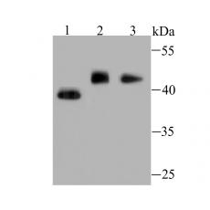 Anti-MTERFD1 antibody [A8-A10]