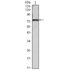 Anti-KLHL22 antibody [A6-B10]