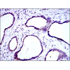 Anti-MTHFR antibody [F3-D5]