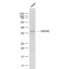 Anti-HSP40 antibody [3G2]