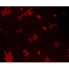 Anti-Bmi1 antibody [B3-G5]