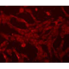 Anti-Beta Actin antibody [A2-F6]