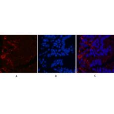 Anti-Kif 7 antibody [3F8]