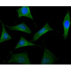 Anti-B-Raf antibody [F1-F4-E10]