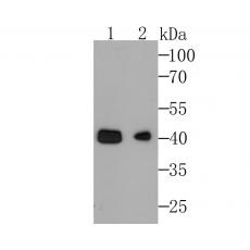 Anti-MSY2 antibody [A2-B9-G6]