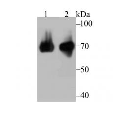 Anti-HSPA1L antibody [7D1]