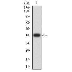 Anti-TNFRSF10D antibody [7G7H9]