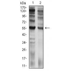 Anti-CD129 antibody [4A11H2]