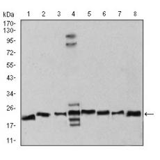 Anti-RAN antibody [A1-6D]