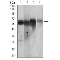 Anti-CAMK2G antibody [10C-G1]