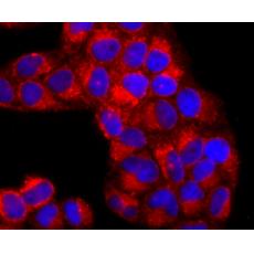 Anti-IL7 antibody [AH34-12]