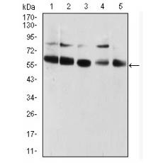 Anti-CBX2 antibody [C11-B10]