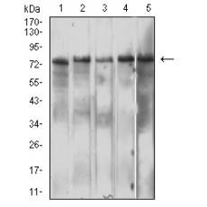 Anti-IL10RB antibody [5B3F2]