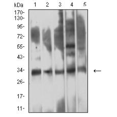 Anti-CD354 antibody [6B12D1]