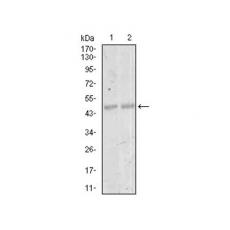 Anti-MEF2C antibody [G2-H2]