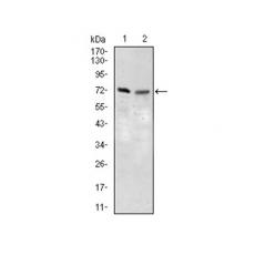 Anti-SLC27A5 antibody [C10-B11]