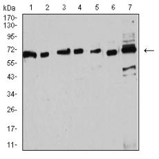 Anti-ESR1 antibody [E8-A6]
