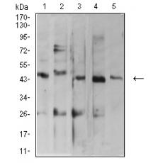 Anti-ARFGAP1 antibody [E2-C4]