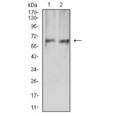 Anti-PRKAA2 antibody [H5-E11]