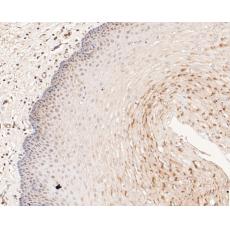 Anti-MCM7 antibody [15E1]