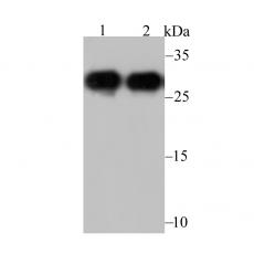 Anti-NQO1 antibody [13A1]