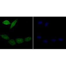 Anti-APE1 antibody [12H2]