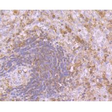 Anti-Calpain 1 antibody [2A1]