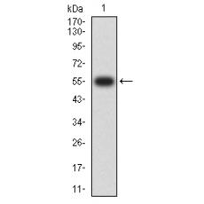 Anti-SETD7 antibody [1B3B8]