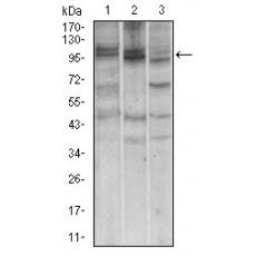 Anti-NBN antibody [A2-E4]