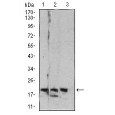 Anti-Rab6b antibody [E4-D12]