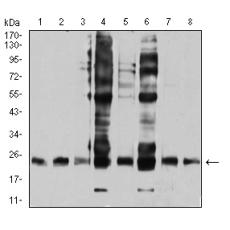 Anti-RALB antibody [B4-F8]