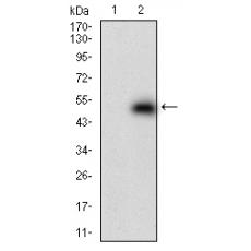 Anti-DNMT1 antibody [A2-C11]