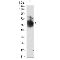 Anti-SHC1 antibody [7C-7F]