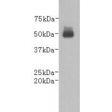 Mouse anti Goat IgG heavy chain-HRP antibody [B7-A3]